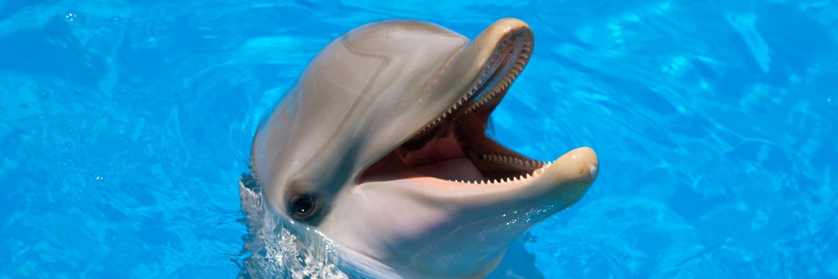 Bootstrap Image Preview
